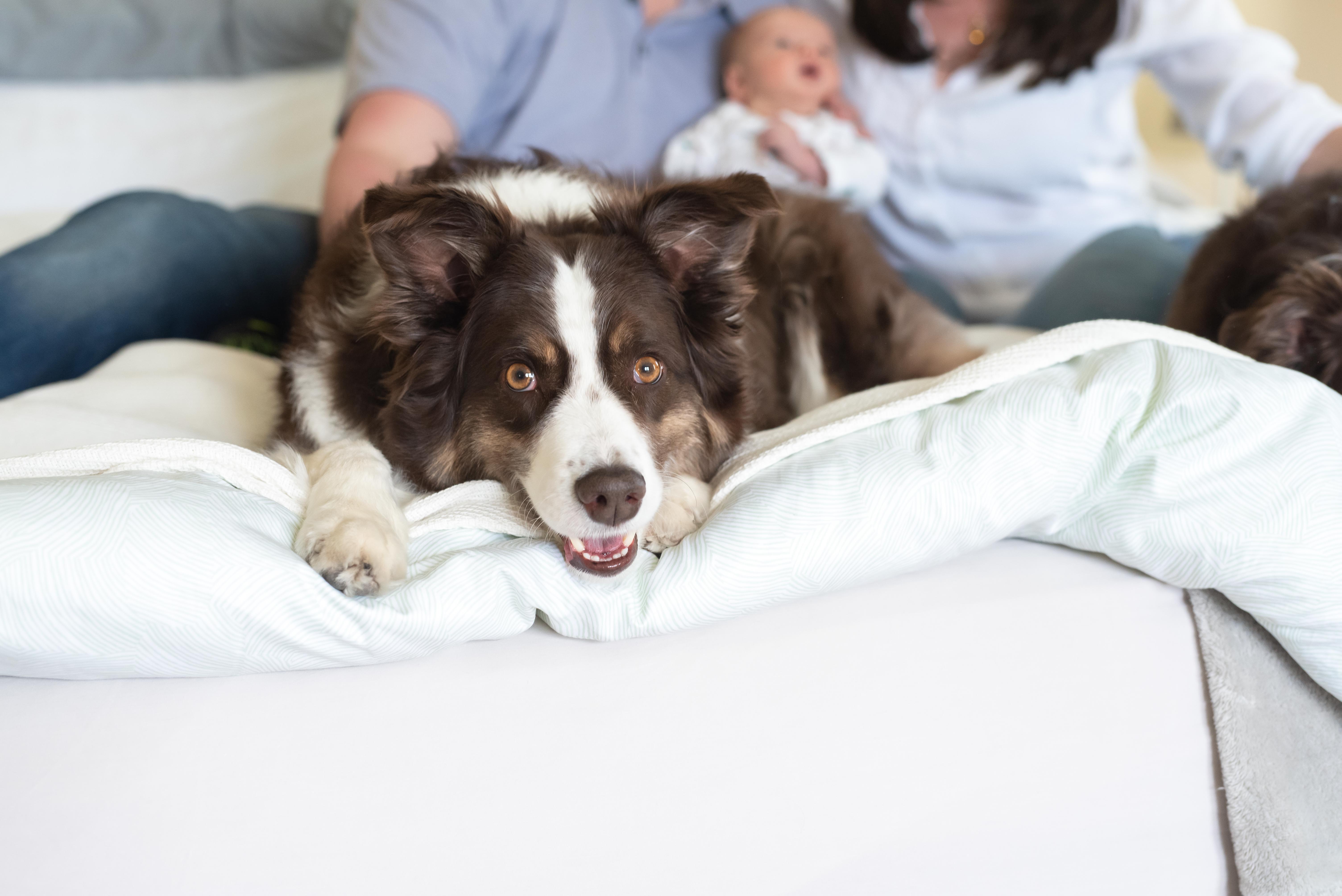 a dog on a bed during a newborn photo session