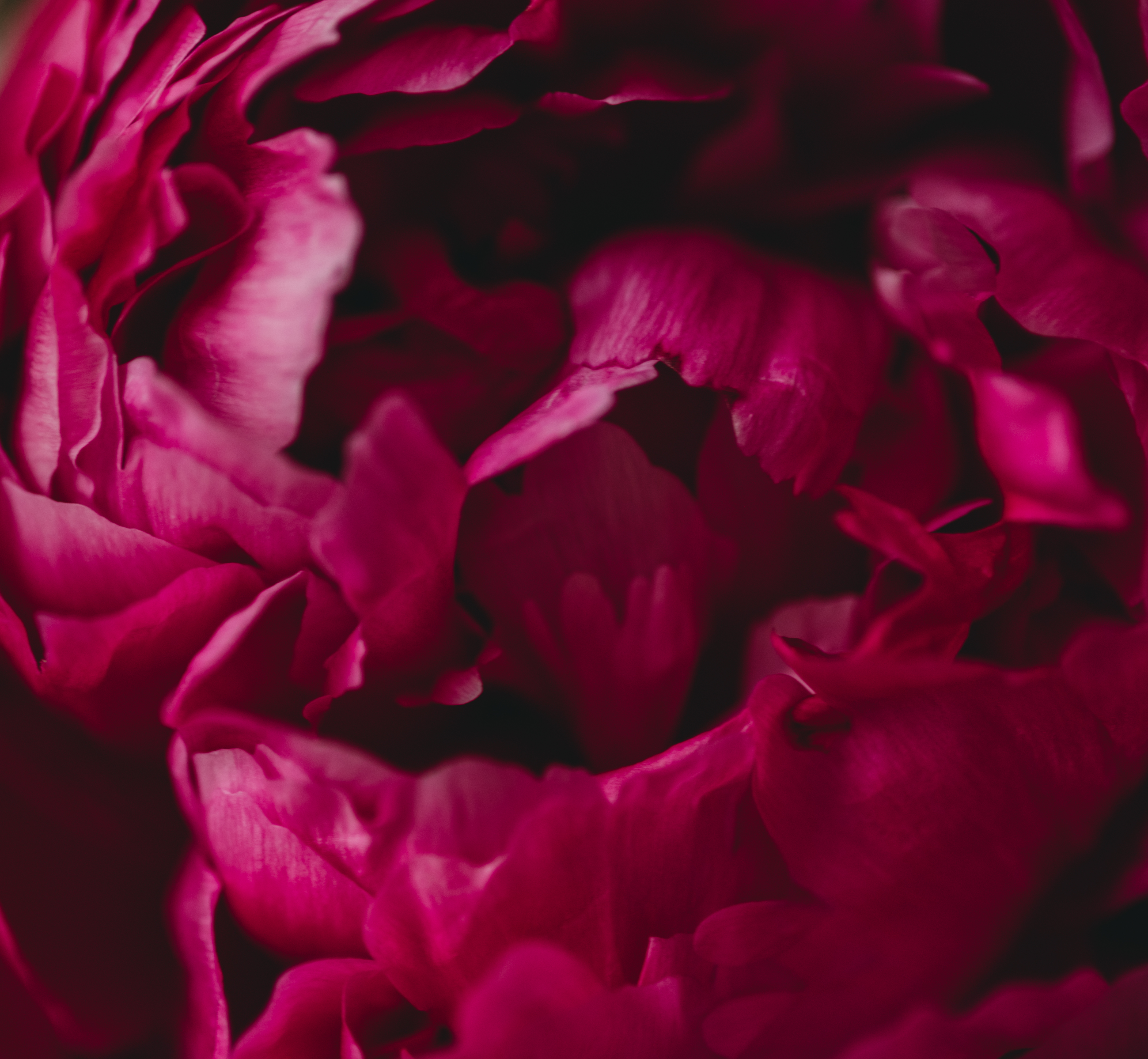 this is a picture of a close up of a magenta peony flower
